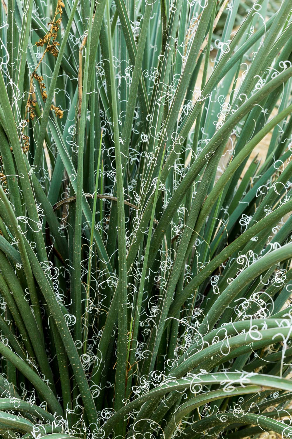 A close-up of the green leaves of Red Hesperaloe with their curly fibers.