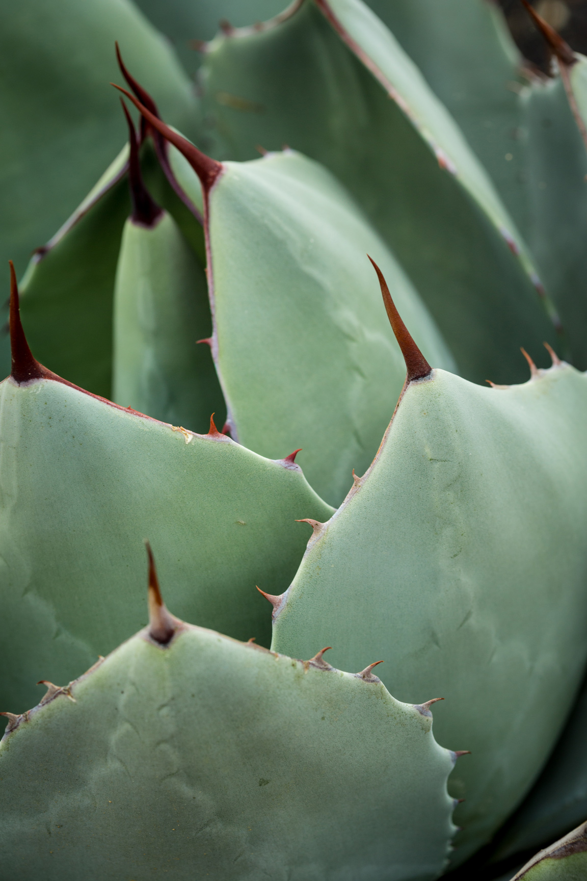 A close-up of the leaves and spines of the Artichoke Agave.