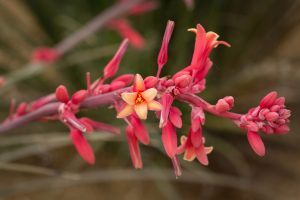 A close-up of bright red Hesperaloe flowers along a stalk.