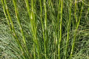 A close-up of the grassy leaves of Texas Bear Grass.