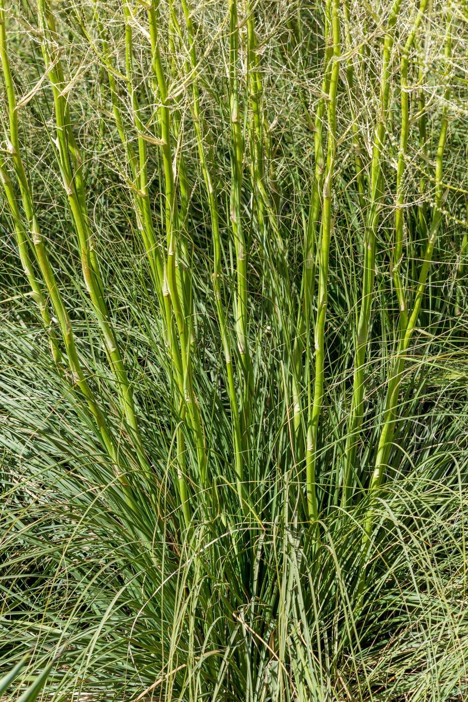 A close-up of the grassy leaves of Texas Bear Grass.