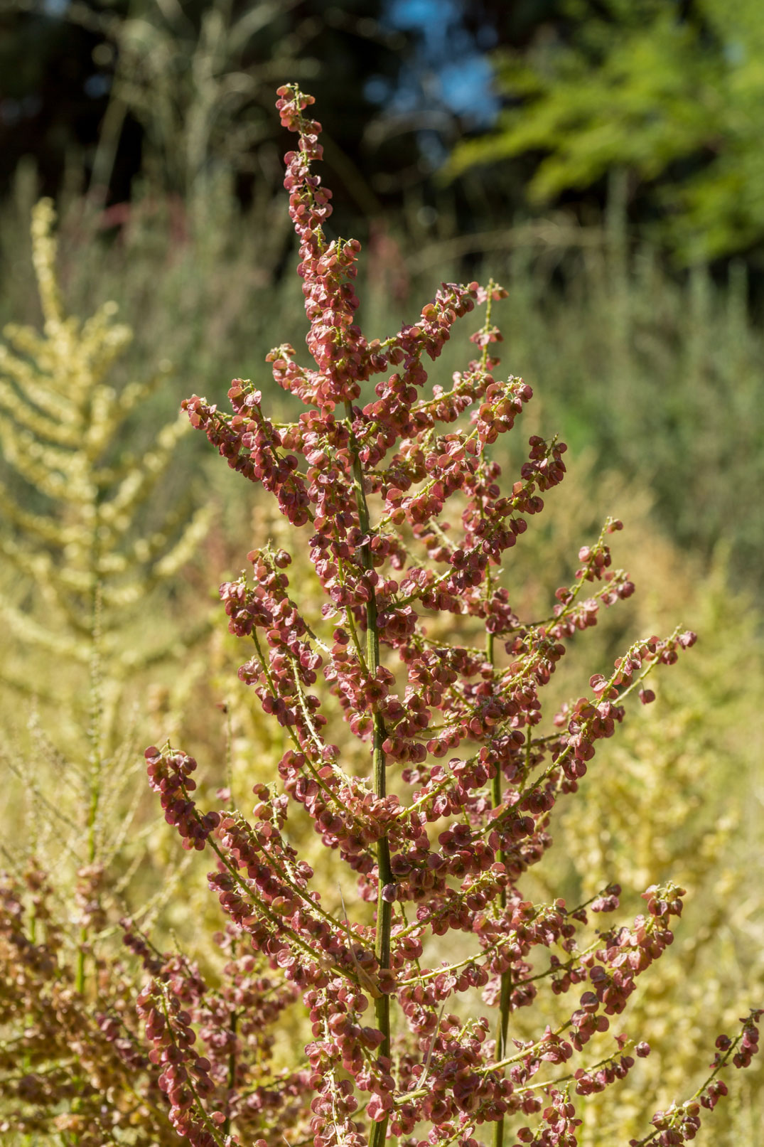 A close-up of the mauve seedpods of Texas Bear Grass