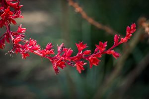 A close-up of the deep red flowers of the Brakelights Hesperaloe.