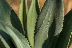 A close-up of the leaves and teeth of the Murphy's Agave.