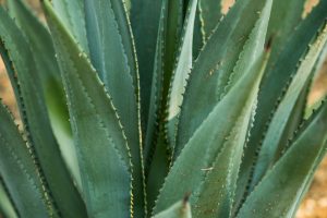 The leaves of a Murphy's Agave.