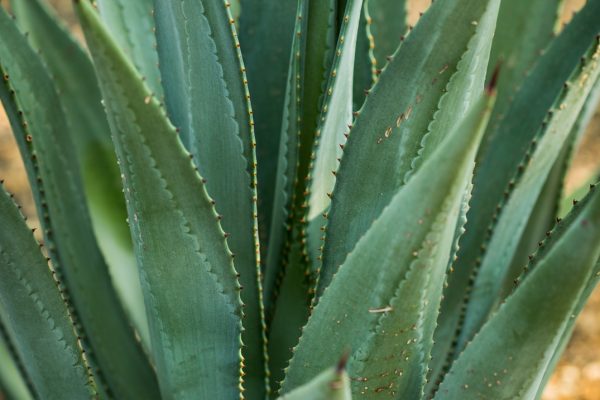 Murphy’s Agave