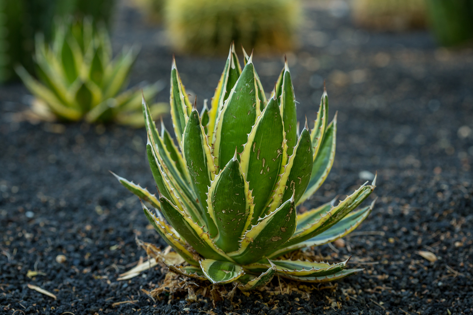 A Thorn-crested Agave in the specimen bed at Sunnylands Center and Gardens.