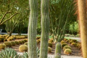 An Organ Pipe cactus among other cacti in the specimen beds at Sunnylands Center and Gardens.