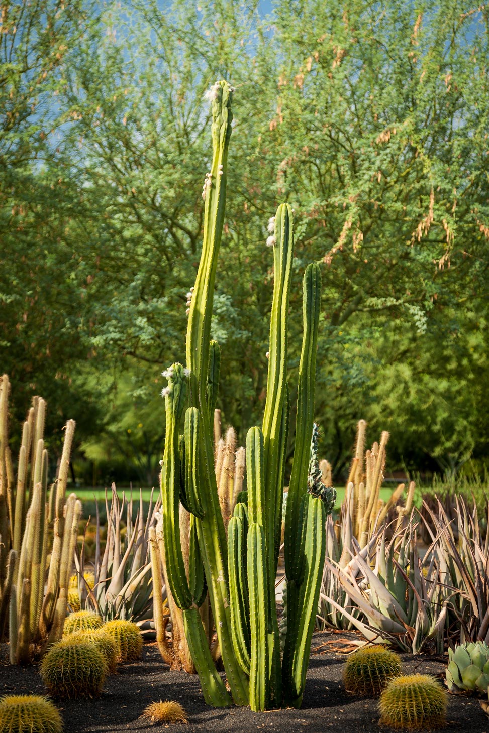 A tall, thin, bright green San Pedro cactus among other varying specimens in the specimen bed at Sunnylands Center & Gardens.