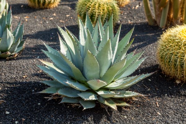 Parry’s Agave