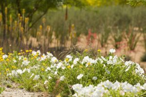 Desert Primrose and Desert Marigold bloom in the Wildflower Field at Sunnylands Center & Gardens. Blooming Aloe Vera and Hesperaloe in the background.