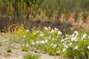 Desert Primrose and Desert Marigold bloom in the Wildflower Field at Sunnylands Center & Gardens. Blooming Aloe Vera and Hesperaloe in the background.