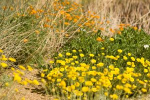 Desert Marigold blooms in the Wildflower Field at Sunnylands Center and Gardens