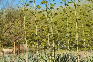 A row of Smooth Agave with fully emerged bloom stalks in the gardens.