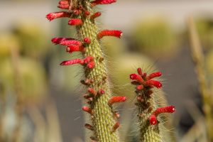 A close look at the top of a Silver Torch cactus, covered in bunches of thin bright red flower buds.
