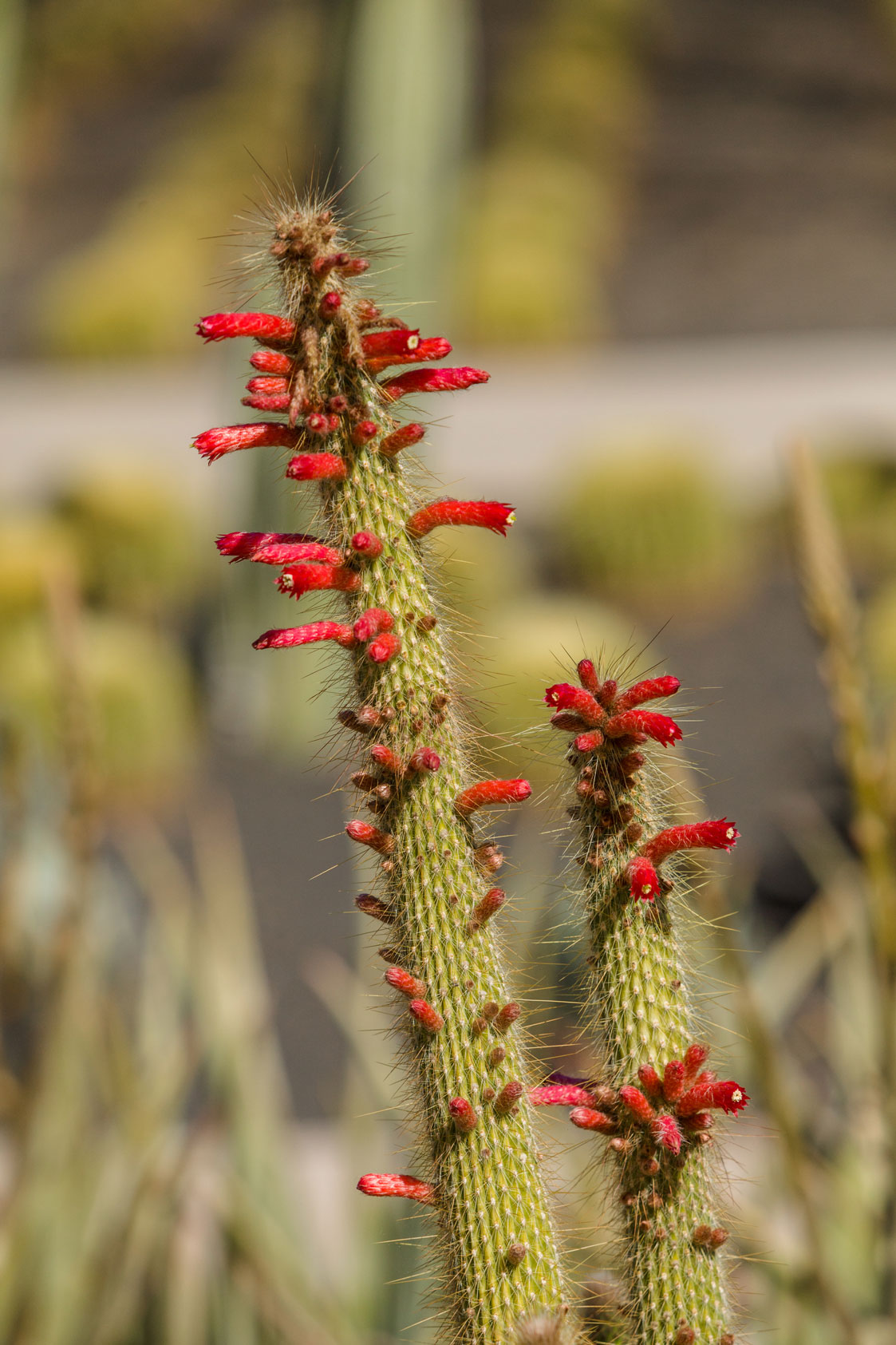 A close look at the top of a Silver Torch cactus, covered in bunches of thin bright red flower buds.