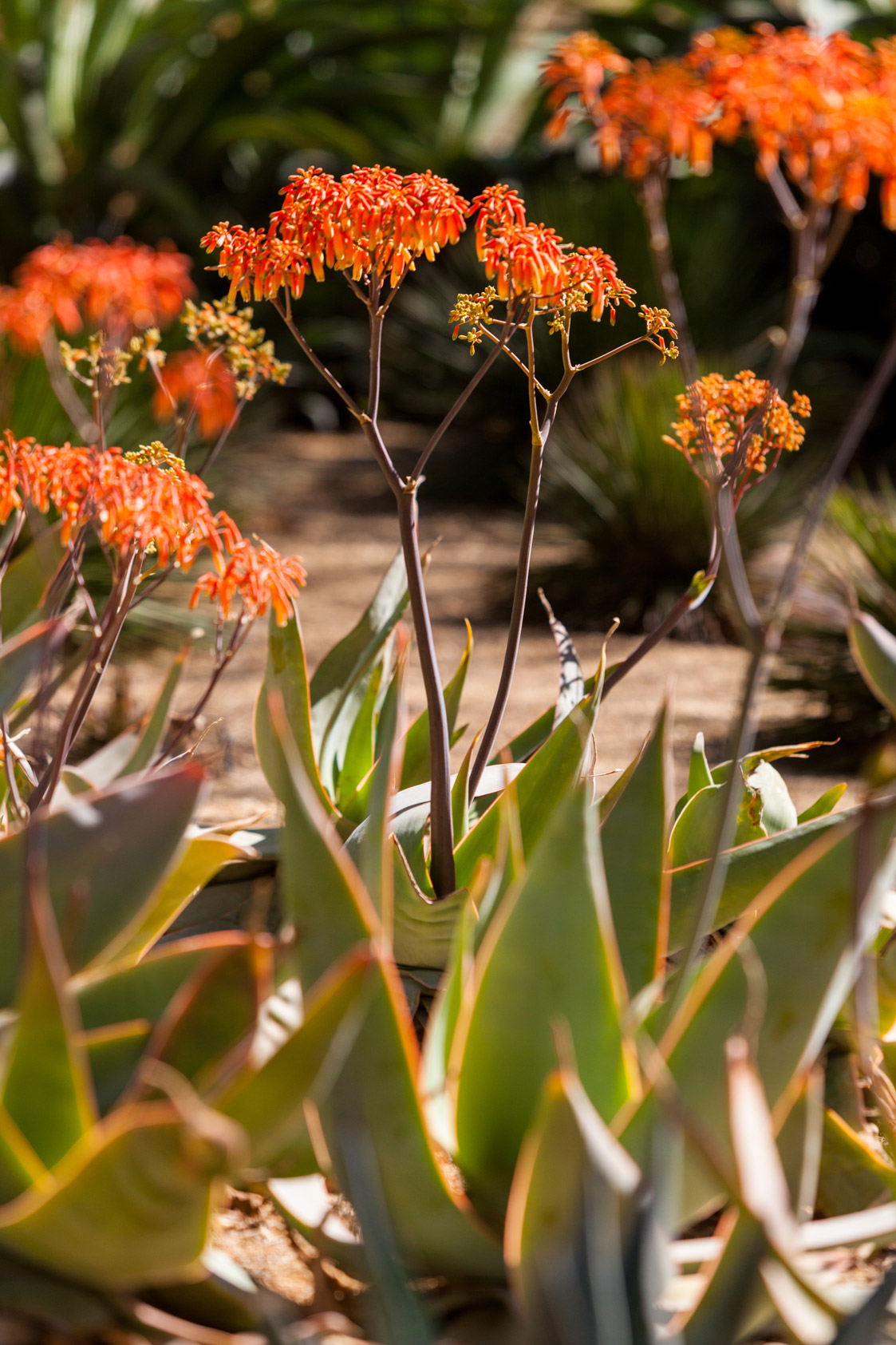 A singular flowering Coral Aloe.