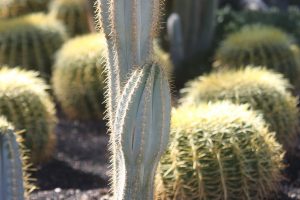 A Blue Torch cactus in the specimen bed.