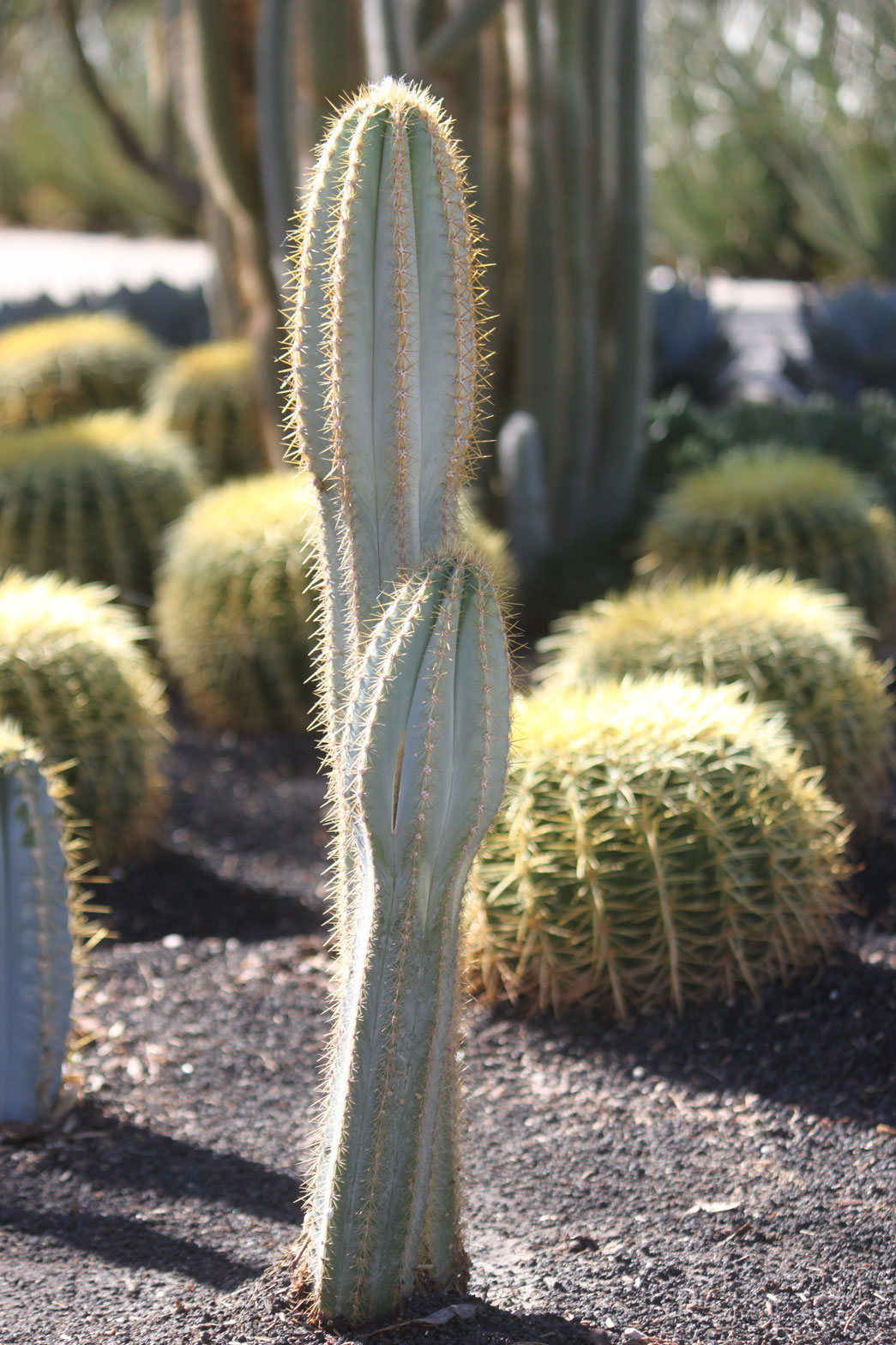 A Blue Torch cactus in the specimen bed.