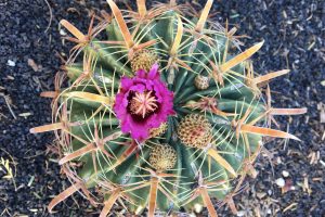 A top-down view of a Fish Hook barrel cactus with a purple flower and red spines.