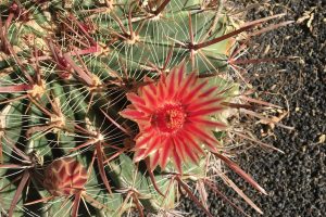 A top-down view of a Fish Hook barrel cactus with a coral-red flower and red spines.
