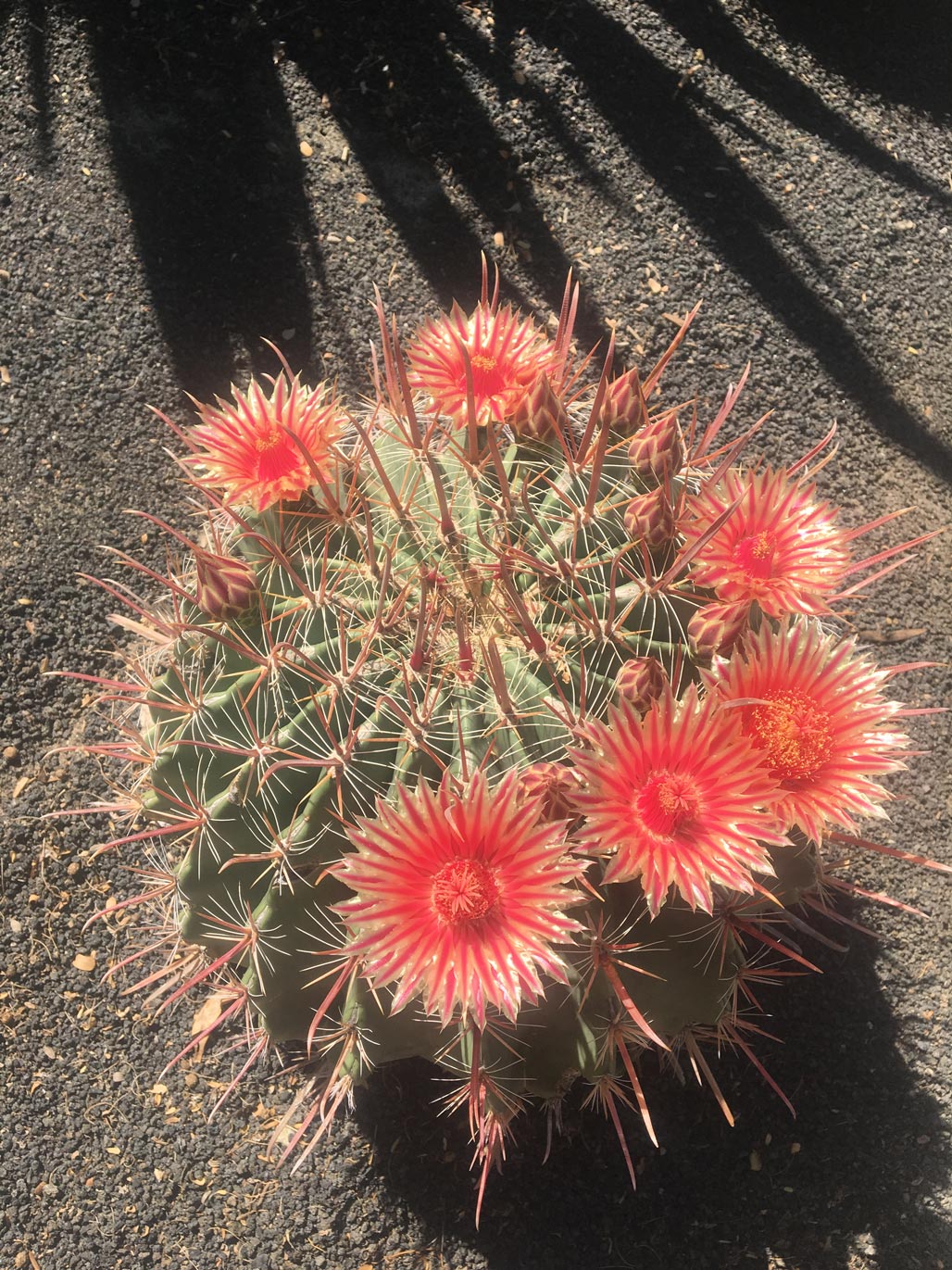 A Fish Hook barrel cactus with five coral-red flowers.