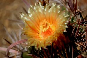 A close-up of a yellow-orange Fish Hook barrel cactus flower.