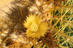 A top-down view of the Golden Barrel with yellow spines and a yellow flower.