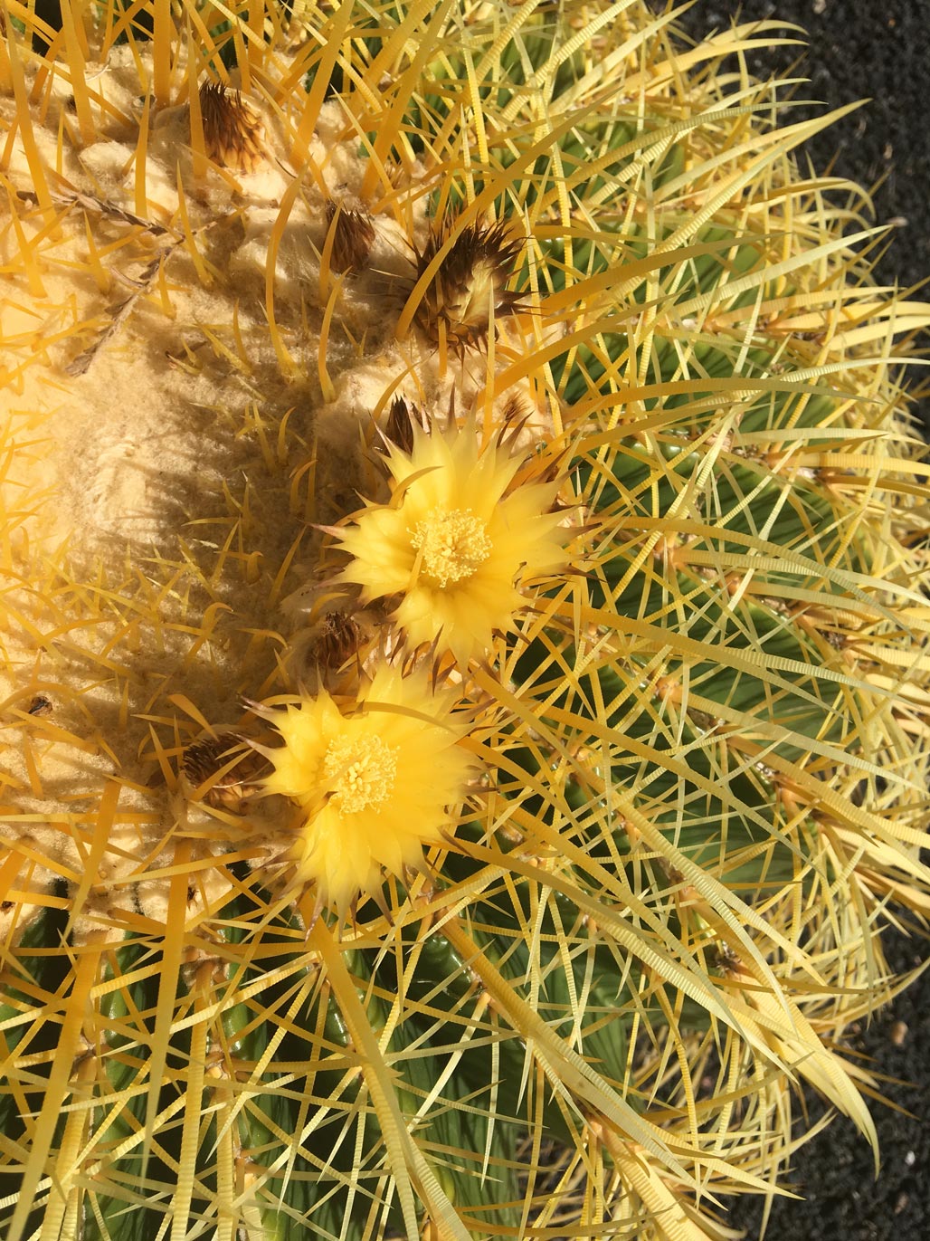 A top-down view of the Golden Barrel with yellow spines and a yellow flower.