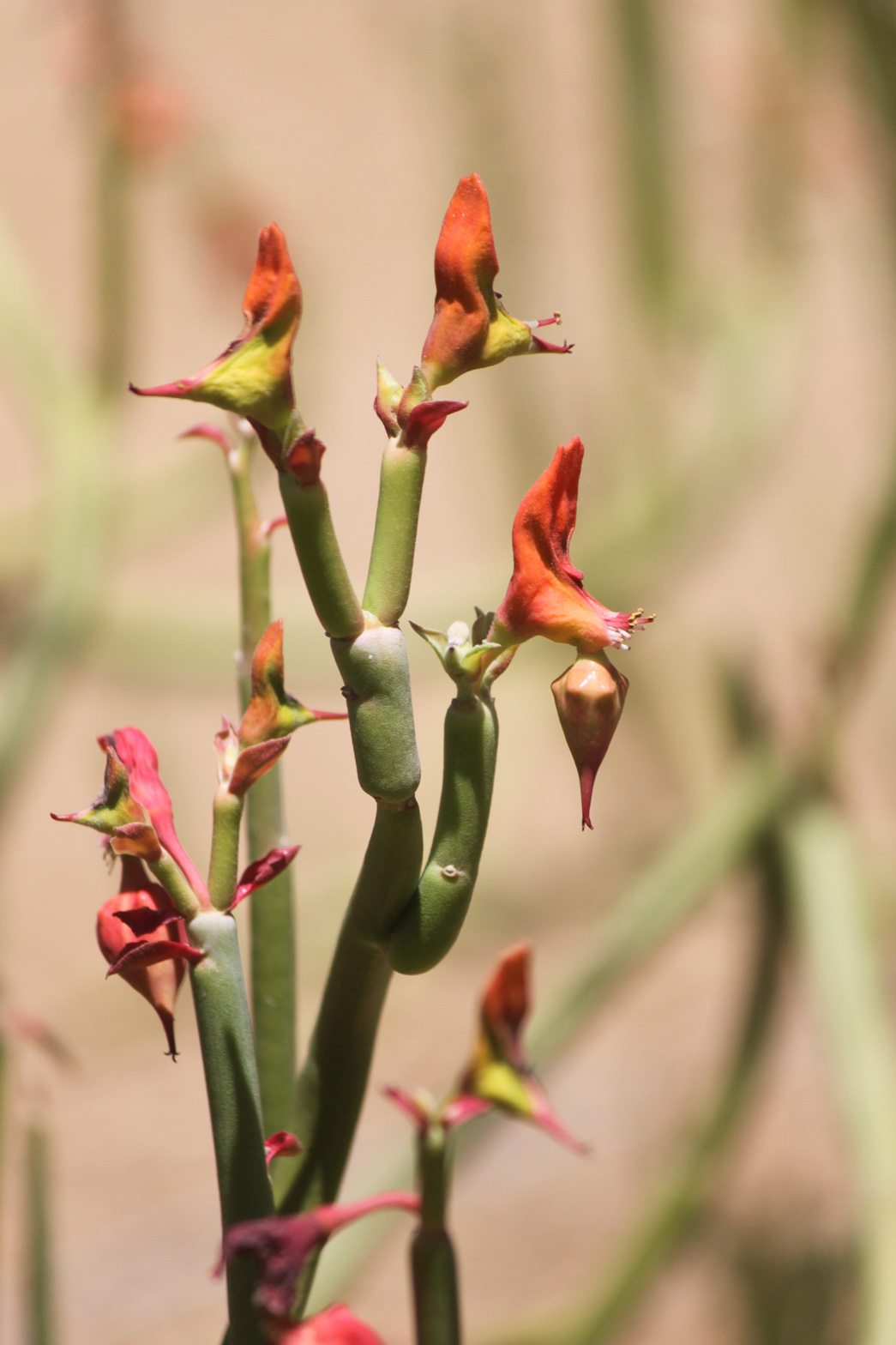 A stalk with multiple red flowers.