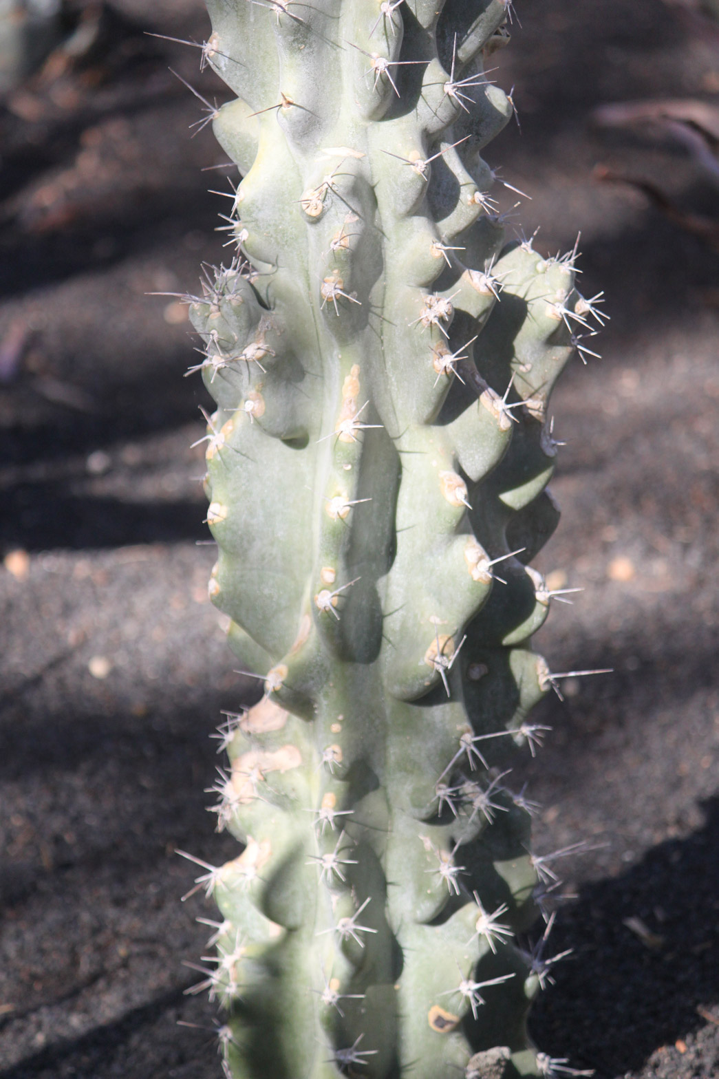 A close-up of a Night-blooming Cereus cactus spines.