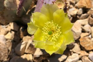 The yellow bloom of the Santa Rita Prickly Pear cactus.