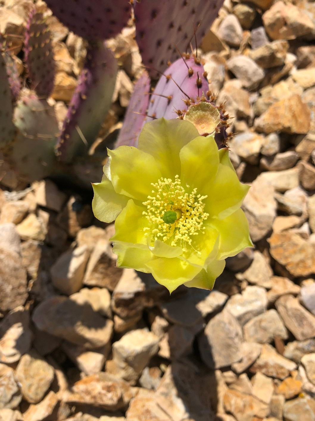 The yellow bloom of the Santa Rita Prickly Pear cactus.