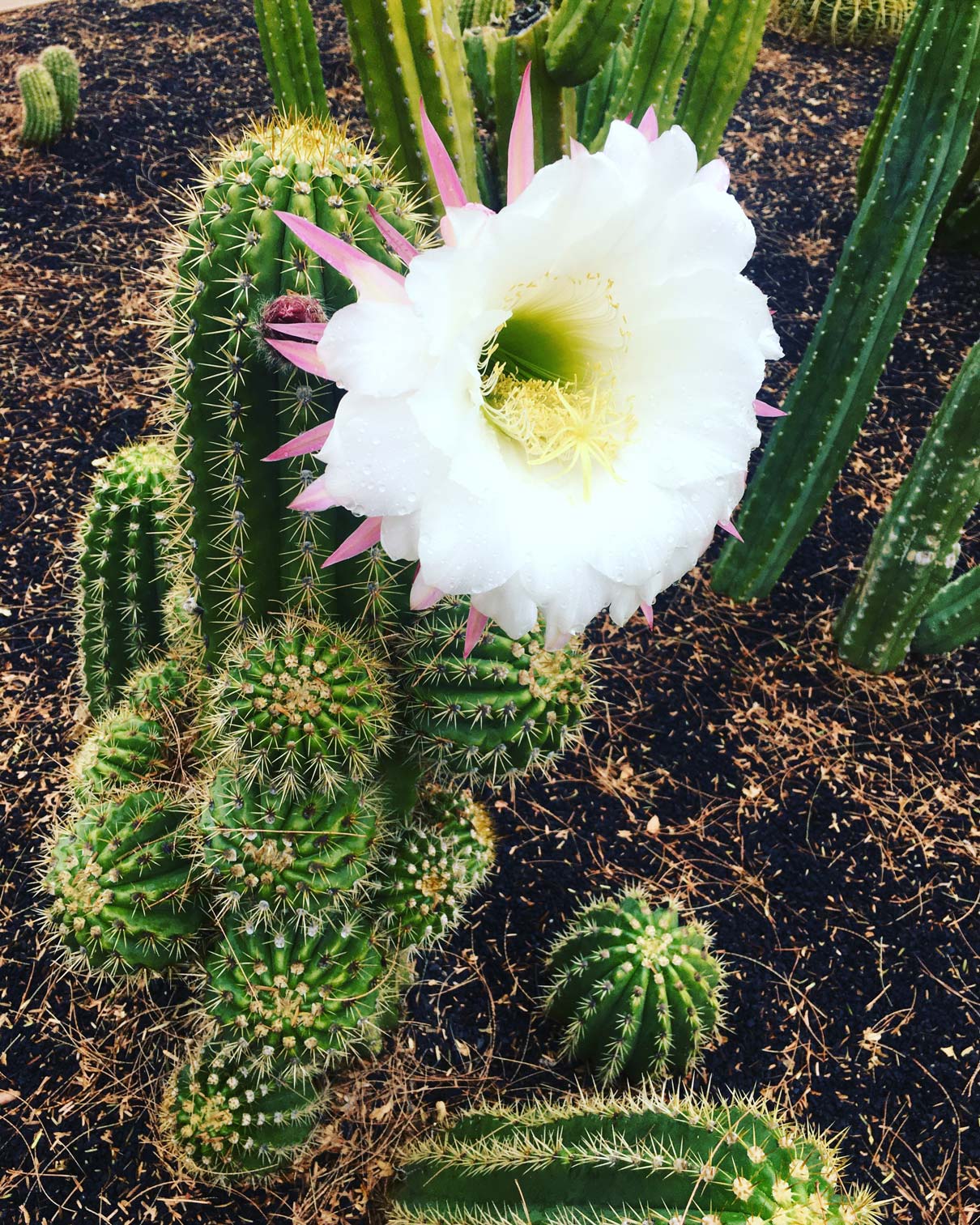 A large white flower blooms on a taller Torch Cactus.