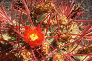 A close-up of the top of the Fire Barrel cactus with red spines and three emerging pink-orange-yellow flower buds on top.