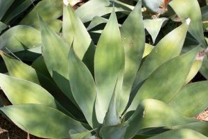 A close-up of the leaves of the Fox-Tail Agave.