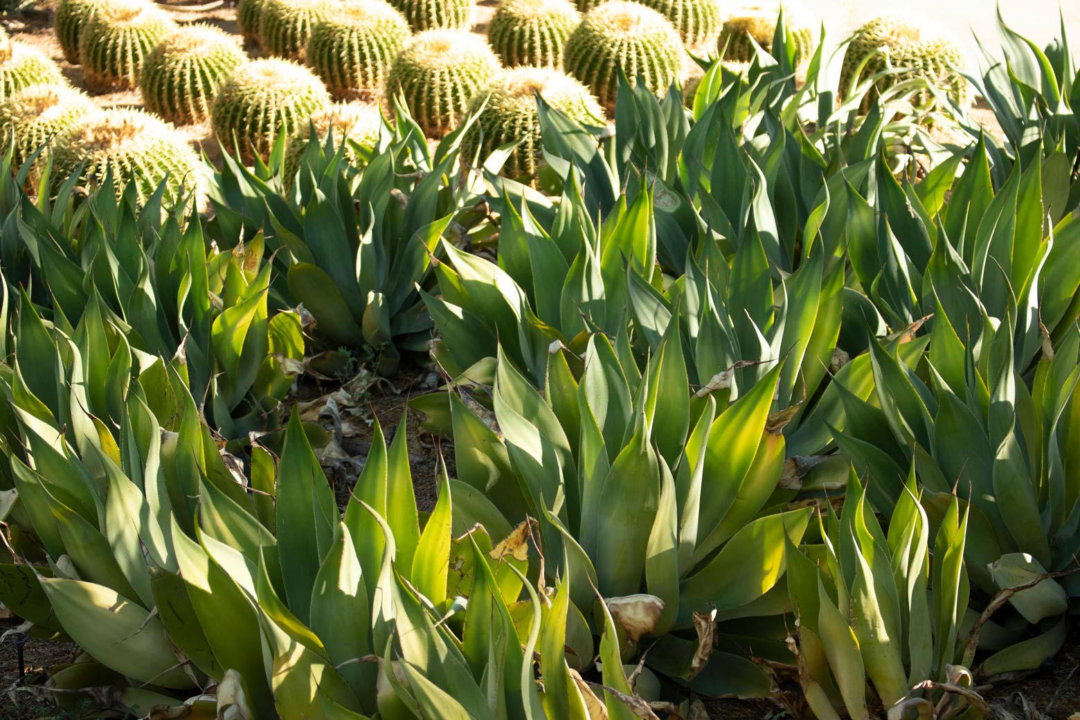 A grouping of Fox-Tail Agave.