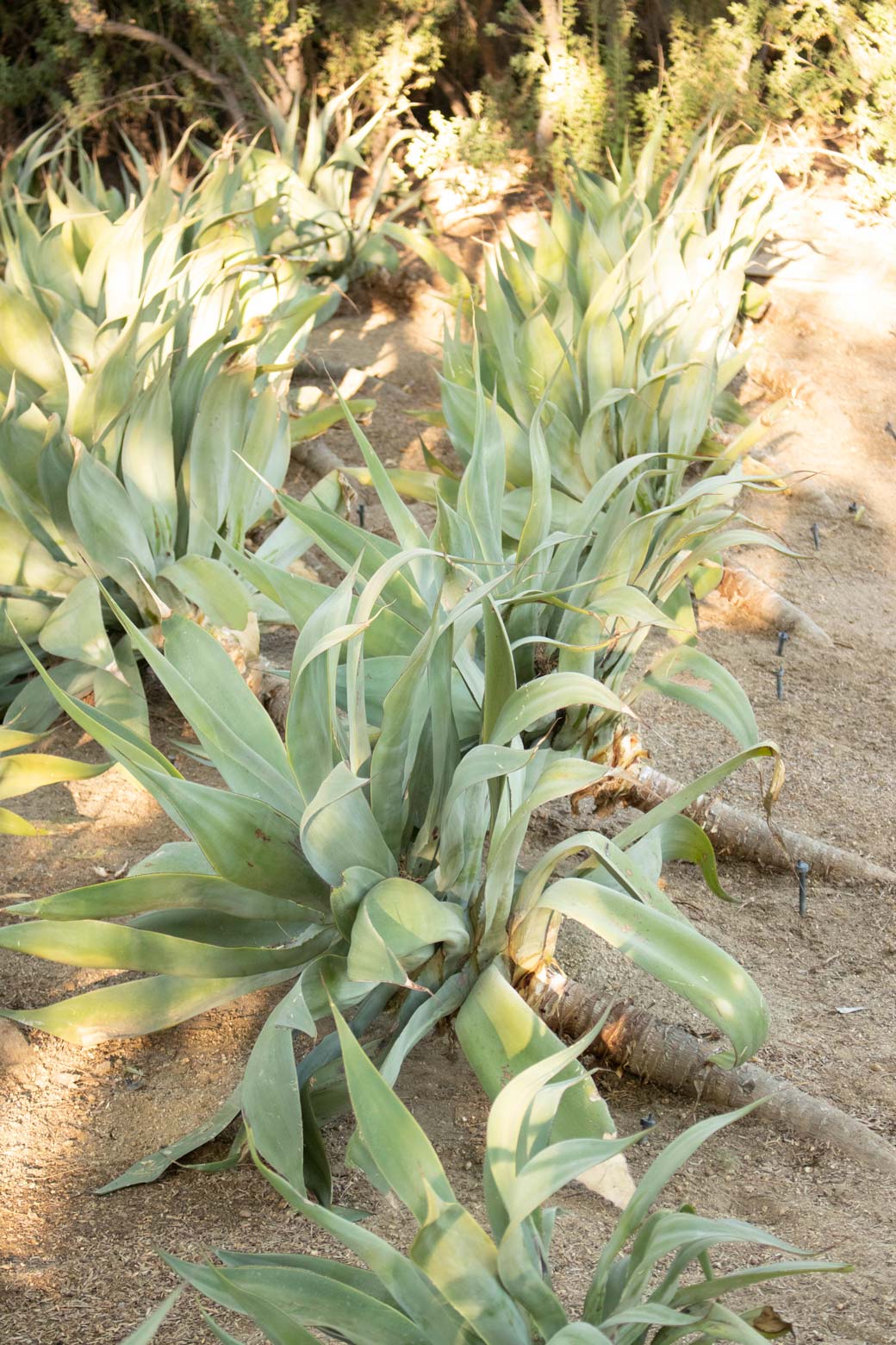 A row of Fox-Tail Agave lean to the left.