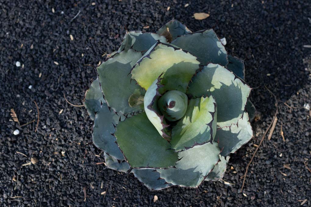 Agave Titanota from above.