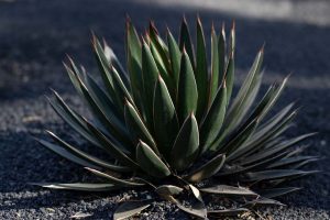Agave Ocahoi in the specimen bed.