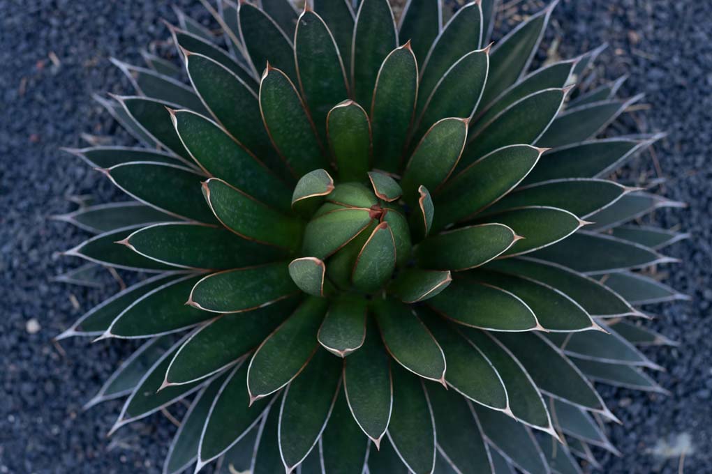Agave Ocahoi from above.