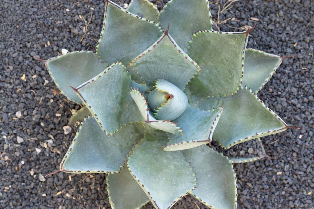 Agave Pygmeae Gentry from above.