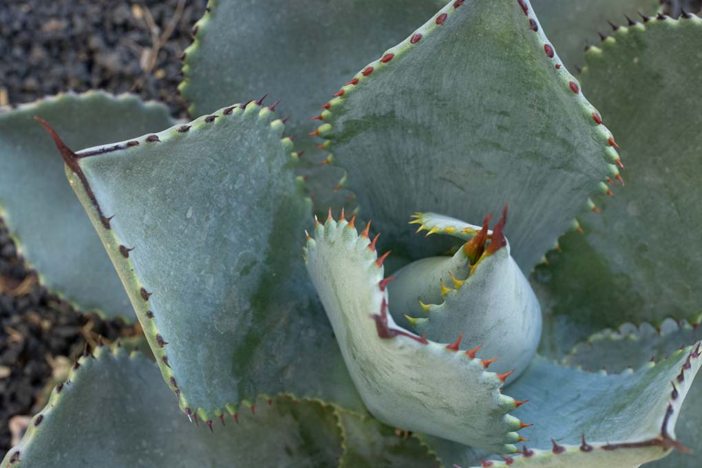 A close up of Agave Pygmeae Gentry.